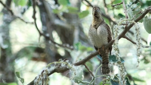 Eurasian Wryneck